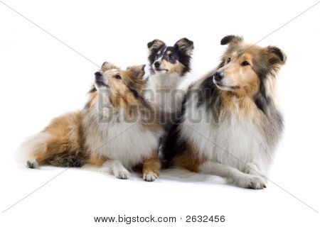 Shetland adorables perros