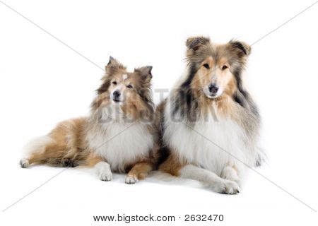 Lovely Shetland Dogs' Sitting Down