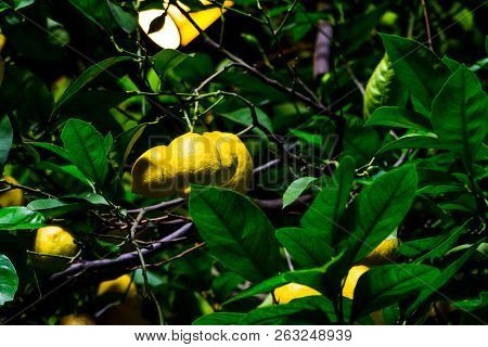 Lemon Tree With Lemos In The Garden