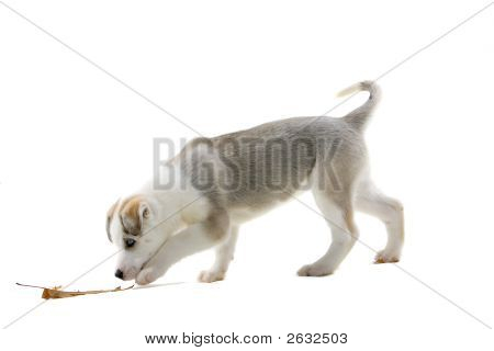 Hraní za tento krásný Husky