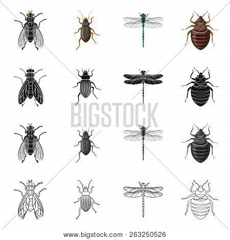 Vector Illustration Of Insect And Fly Logo. Collection Of Insect And Element Vector Icon For Stock.
