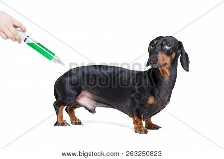 Sick And Ill Dachshund  Dog  Isolated On White Background With Syringe Green Vaccine, Scared Look On