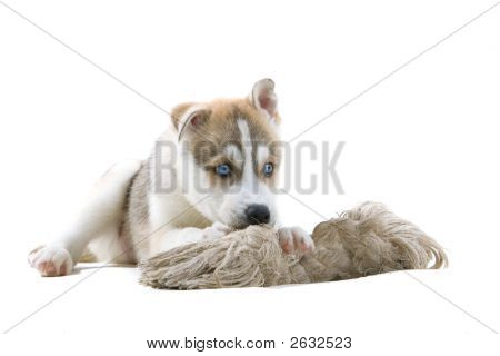 Šťastný Husky hraje s kostí