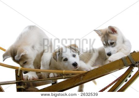Tři Husky spočívající na saních