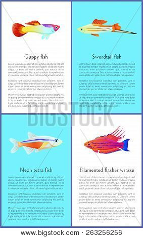 Colorful Guppy And Swordtail Fishes Vector Posters, Illustration Of Neon Tetra And Exotic Filamented