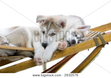 Rozkošný Husky na saních
