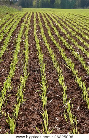 แถวของเมล็ด planted ใหม่ใน grainfield สปริง