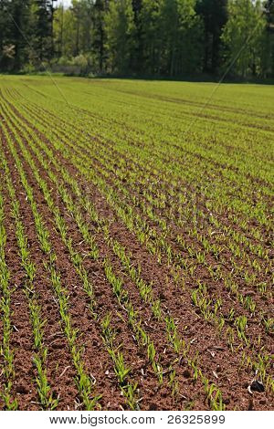 Rækker af nyplantede korn i foråret grainfield.