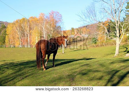 Horse And Horse Farm In Autumnal Northern Vermont