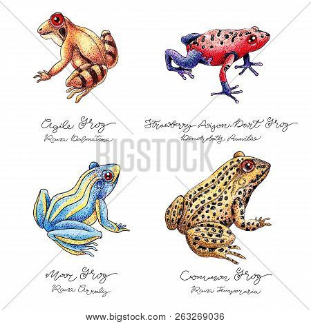 Hand Drawn Colored Frog Set With Lettering. Poison And Forest Frogs.