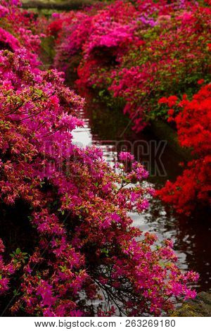 Red And Pink Rododendron Flowers In Garden