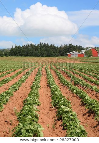 Řádky brambor na farmě na ostrově Prince Edwarda.