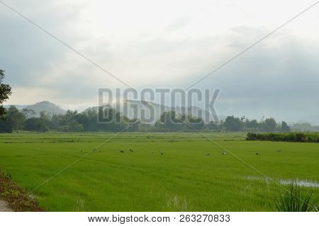 Egret Bird Hunting For Shellfish On Paddy Field In Morning