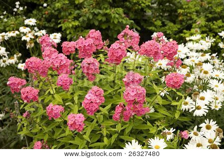 En intensiv rosa perenn trädgård phlox i hemmet trädgården.