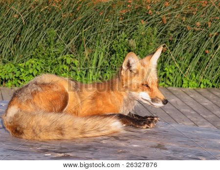 Un salvaje fox mujer tendido sobre una mesa de picknic esperando limosnas.