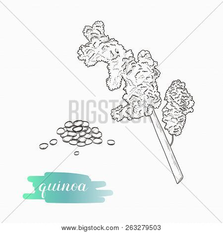 Quinoa Grain And Plant Vector Sketch. Quinoa Plant Hand Drawn Illustration Isolated On White Backgro