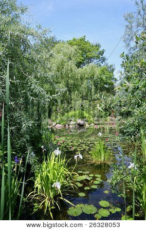Weeping willows omgiver en haven dam fuld af vand liles og iris blomsterplanter.