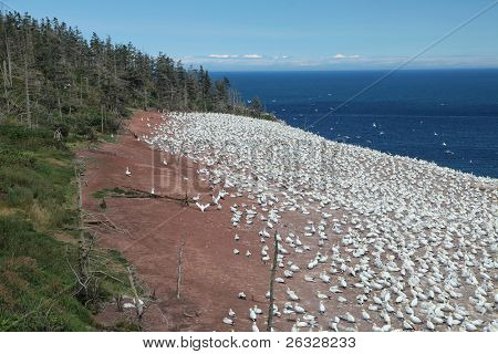 Nordlige Gannets (Morus bassanus) i et beskyttet miljø på Bonaventure ø, Gaspe, Quebec, Ca