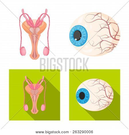 Vector Illustration Of Body And Human Logo. Set Of Body And Medical Stock Vector Illustration.