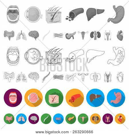 Internal Organs Of A Human Flat Icons In Set Collection For Design. Anatomy And Medicine Vector Symb