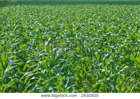 neue Mais-Feld