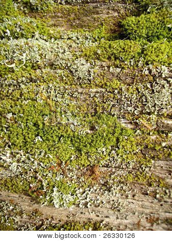 sphagnum