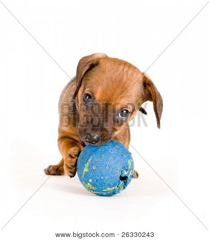 ลูกสุนัขน้อยของ dachshung ที่เล่นบอล