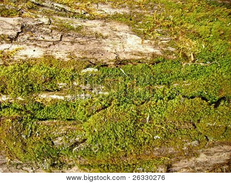sphagnum