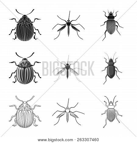 Vector Design Of Insect And Fly Logo. Set Of Insect And Element Stock Vector Illustration.