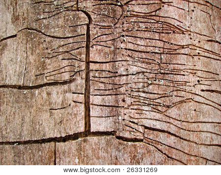 Old wood