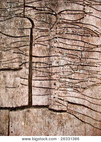 Old wood