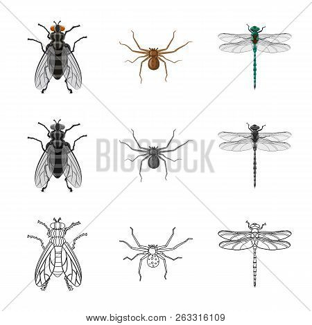Isolated Object Of Insect And Fly Logo. Set Of Insect And Element Stock Symbol For Web.