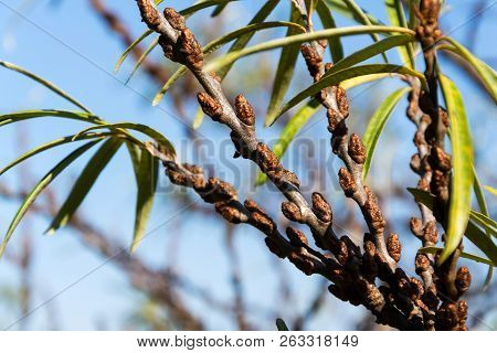 Hippophae Rhamnoides Male Plants Detail With Female Fruit Berries In Background, Common Sea Buckthor