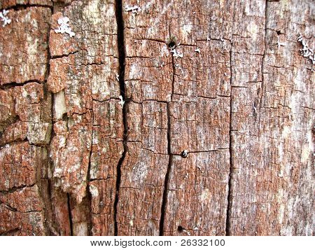 Old wood