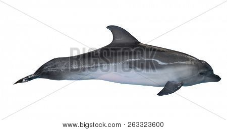 grey doplhin isolated on white background