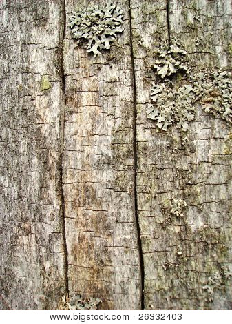 Old wood