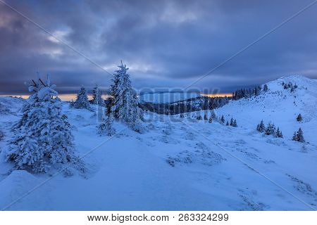 Pine In Winter. The Ciucas Mountains, Romania