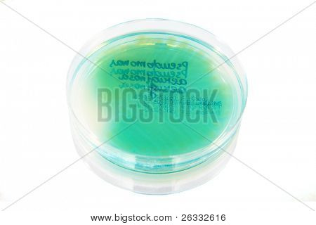 Płytki Petriego z bakterii Pseudomonas Aeruginosa, wyizolowanych na białym tle