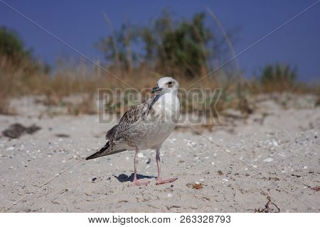 Seagull Is Waiting For Something To Eat, On The Seaside Of Kinburn.