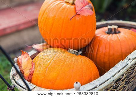 Close Up Cropped Pumpins With Rain Drops In Vintage Garden Basket. Autumn Harvest, Thanksgiving, Hal