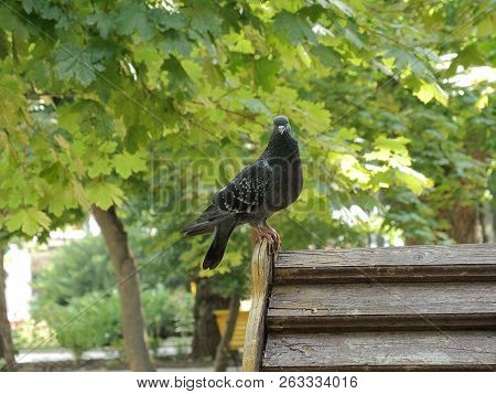 Blue Dove Sitting On The Roof Of The House On The Background Of Green Maple Leaves And Looks Into Th
