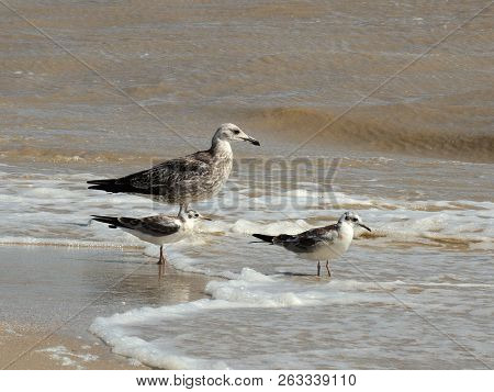 One Big And Two Little Sea Birds Hunt Fish In The Coastal Waves