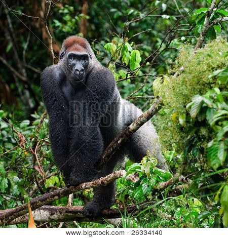 Silverback.