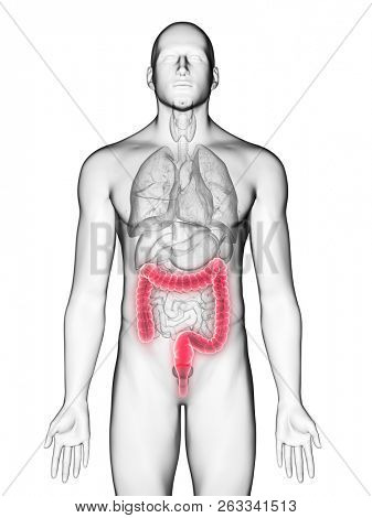 3d rendered medically accurate illustration of a mans colon