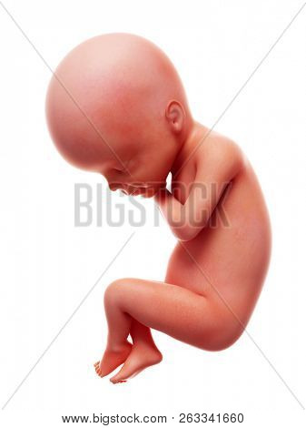 3d rendered medically accurate illustration of a human fetus, week 24