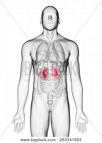 3d rendered medically accurate illustration of a mans kidneys