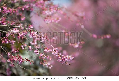 Blooming Whitcomb Cherry In Spring, Vancouver Canada