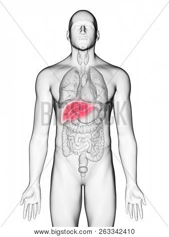 3d rendered medically accurate illustration of a mans liver