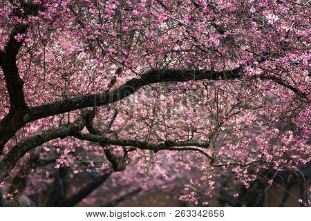 Blooming Whitcomb Cherry In Spring Vancouver Canada