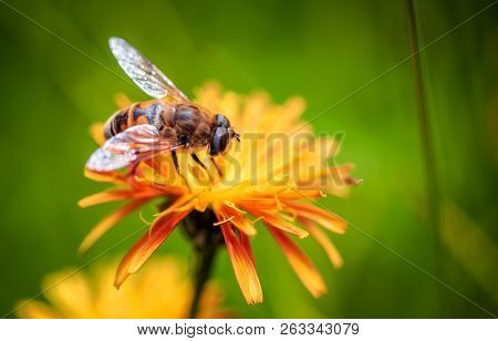 Bee collects nectar from flower crepis alpina